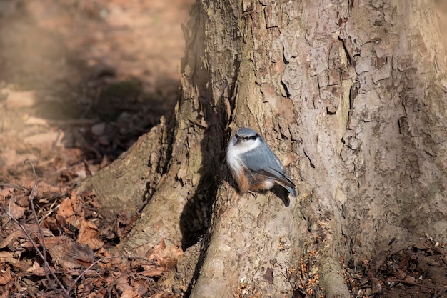 European nuthatch perched in close view