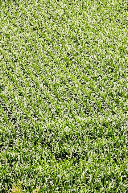 European OGM Growing Green Corn Field