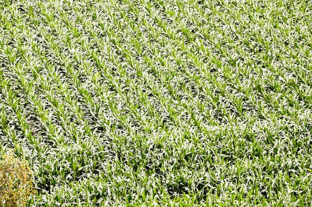 European OGM Growing Green Corn Field