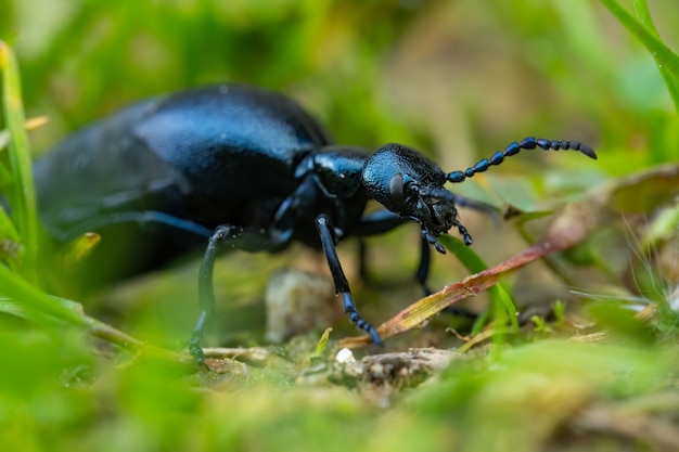 European oil beetle (Meloe proscarabaeus) sitting on the ground.