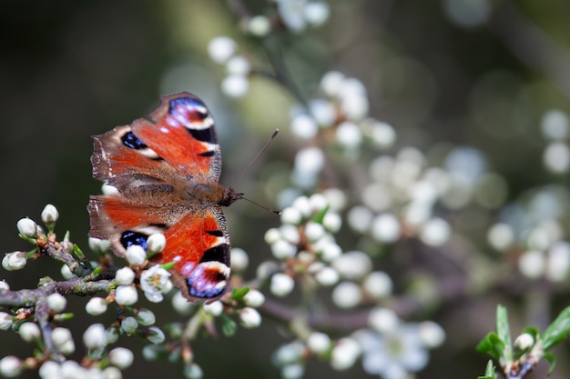 木の花で休むヨーロッパの孔雀蝶（Inachis io）