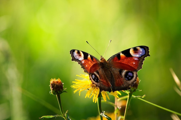 European peacock butterfly on wildflower