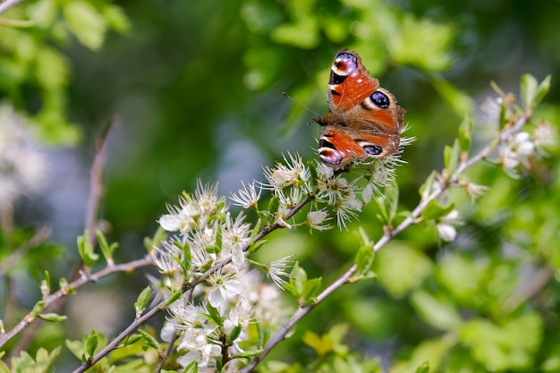 European Peacock Butterfly