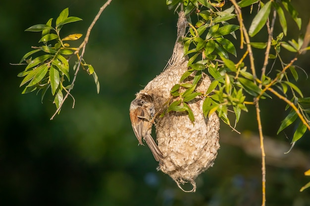 Photo european penduline tit on the nest