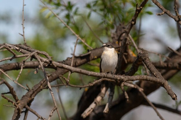 European pied flycatcher Ficedula hypoleuca Cordoba Spain