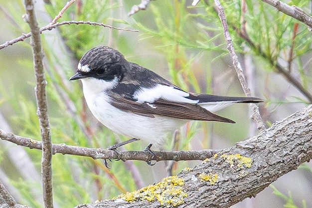 European pied flycatcher Ficedula hypoleuca는 aiguamolls emporda Girona Spain에서 흔히 볼 수 있는 작은 참새목 새입니다.