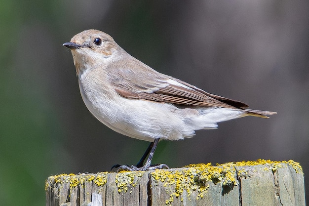 European pied flycatcher Ficedula hypoleuca is a small passerine bird common in aiguamolls emporda girona spain