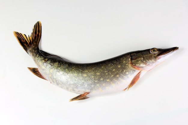 Foto luccio europeo isolato su sfondo bianco. acqua dolce - esox lucius