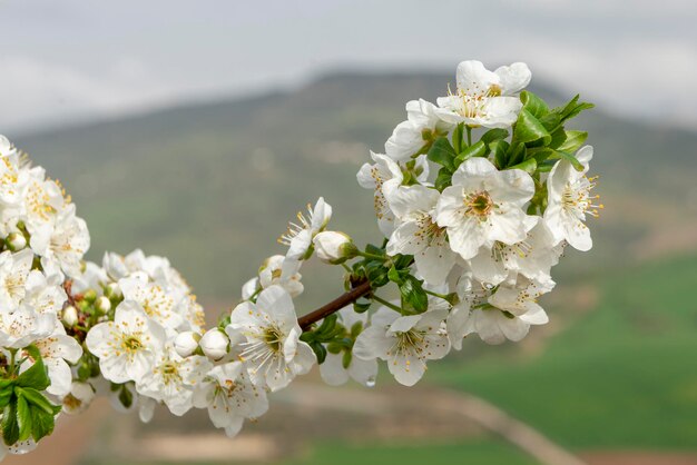 유럽 매실 Prunus domestica 말라가 스페인