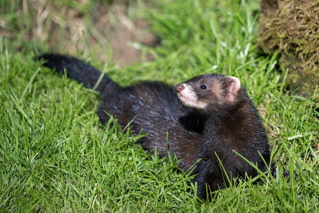 Европейский хорь (Mustela putorius)