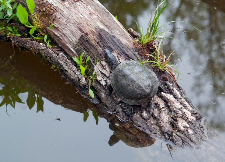 Photo european pond terrapin