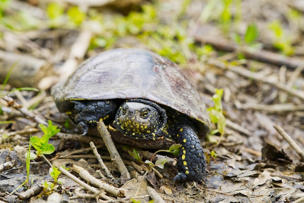 European pond turtle Emys orbicularis Close up