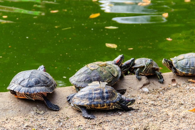 European pond turtle Emys orbicularis