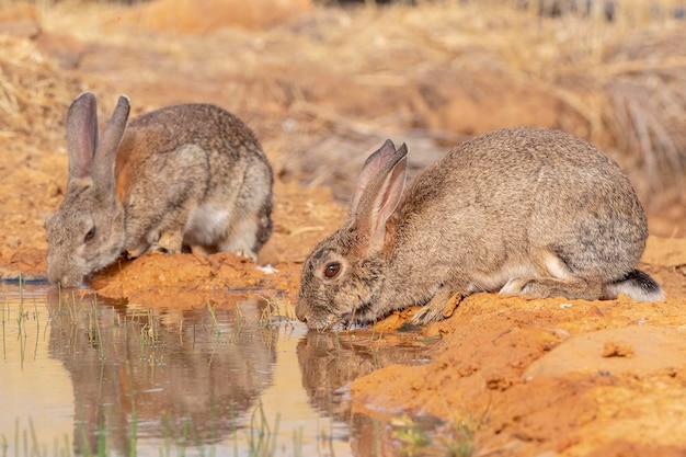 European rabbit or coney Oryctolagus cuniculus Toledo Spain