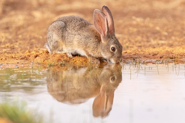 European rabbit or coney Oryctolagus cuniculus Toledo Spain