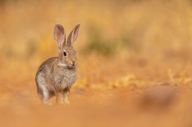 Европейский кролик или конус Oryctolagus cuniculus Толедо Испания