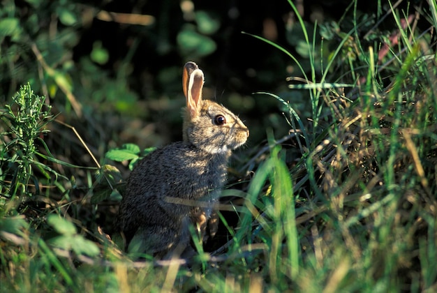 Photo european rabbit