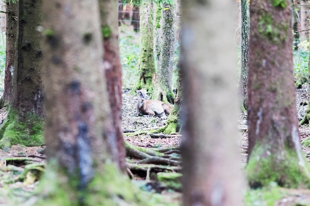 European red deer in the forest