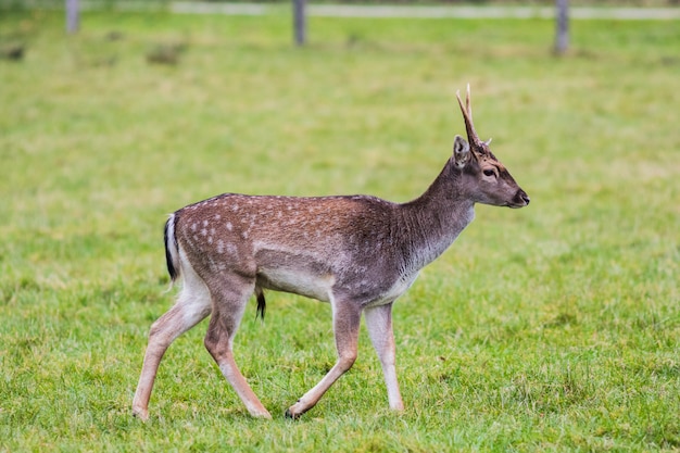 European red deer in the forest