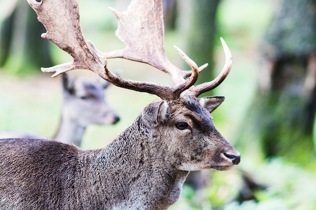 European red deer in the forest