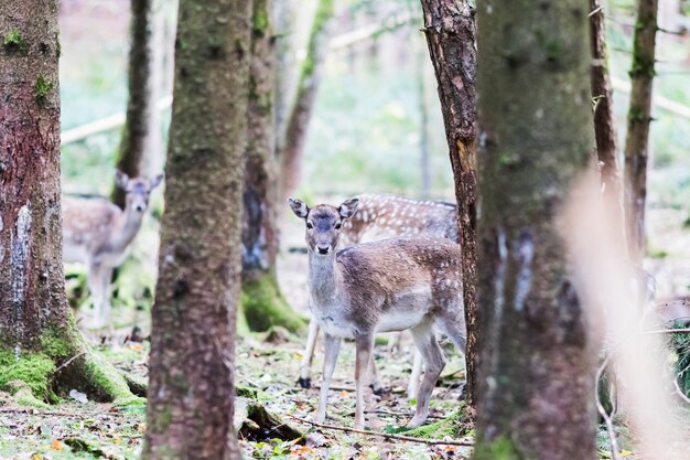 European red deer in the forest