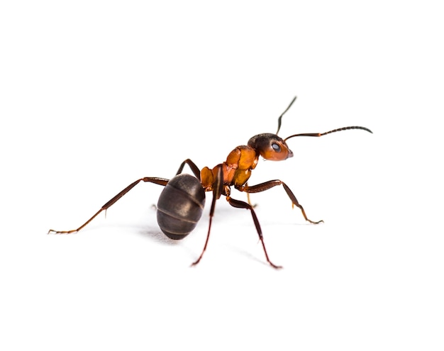 Photo european red wood ant, formica polyctena, against white