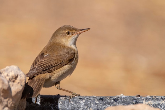 유럽 갈대 비명 Acrocephalus scirpaceus 코르도바 스페인