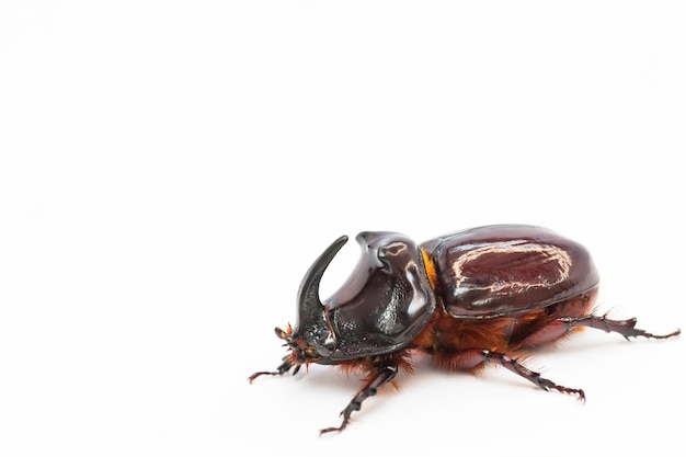 The European rhinoceros beetle Oryctes nasicornis is a large flying beetle