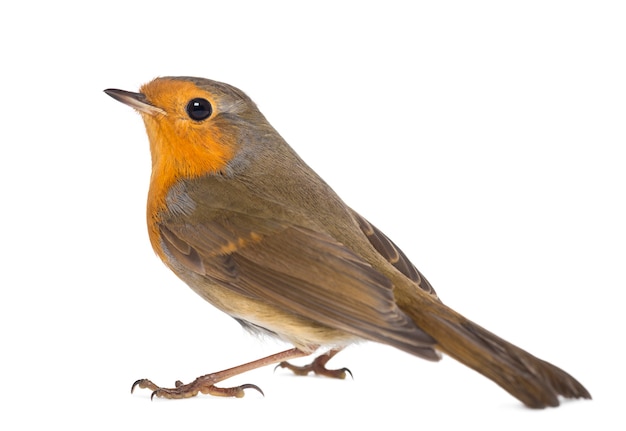 Photo european robin - erithacus rubecula - isolated on white