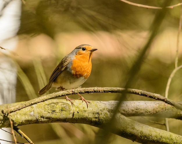 ヨーロッパのロビン（Erithacus rubecula）、単にロビンまたはロビンredbreastとして知られています。