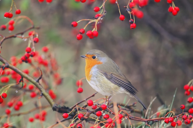 ヨーロッパコマドリ（Erithacus rubecula）は、真っ赤なベリーに囲まれたサンザシの茂みの枝に座っています。