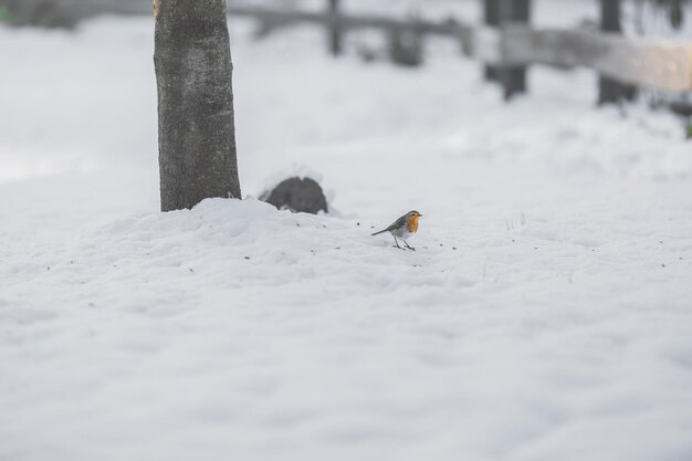A european robin on the ground looking for prey ona freezing cold december day