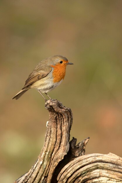 Photo european robin in a mediterranean forest at the first light of a winter da