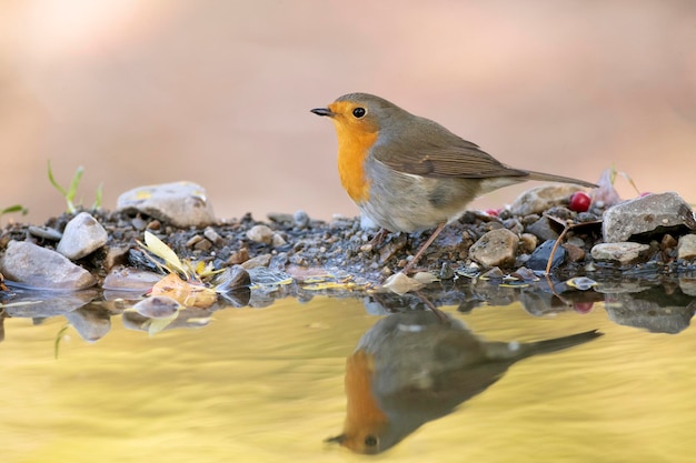 European robin at a natural water point in a Mediterranean forest at first light on an autumn day