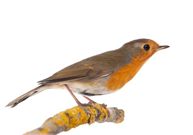 European Robin perched on a branch - Erithacus rubecula - isolated on white