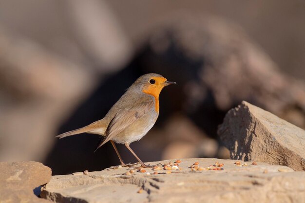 Европейский робин робин или робин красногрудный Erithacus rubecula Малага Испания