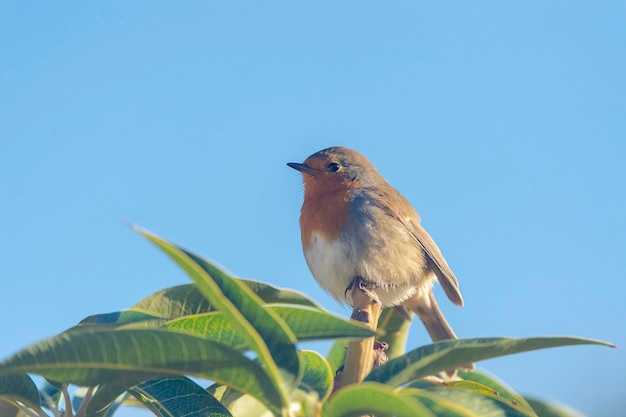 Foto rubino europeo rubino o rubino rosso erithacus rubecula malaga spagna