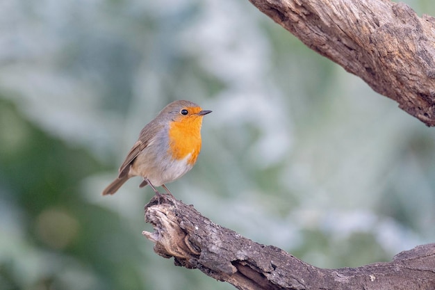 Европейский робин робин или робин красногрудный Erithacus rubecula Малага Испания