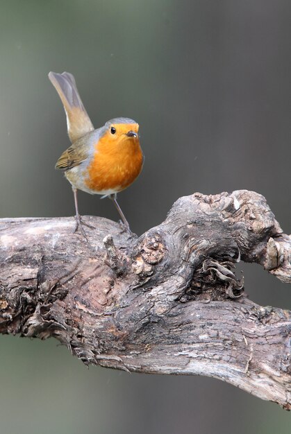 ヨーロッパのロビン、歌の鳥、鳥、スズメ目、Erithacus rubecula