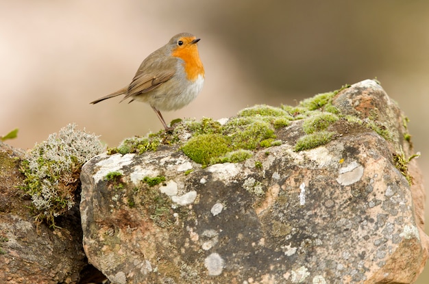 Малиновка, певчие птицы, птица, воробьиный, Erithacus rubecula