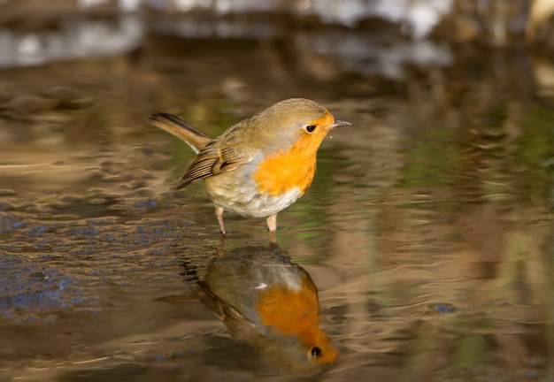 European Robin stands in a frozen stream and looks for food looking at his own reflection in the water