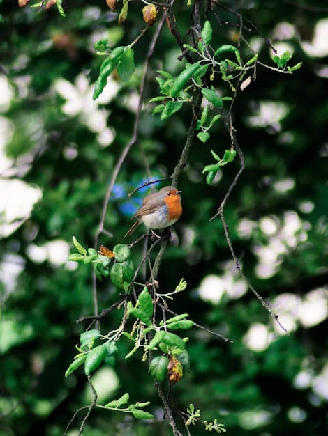 European Robin