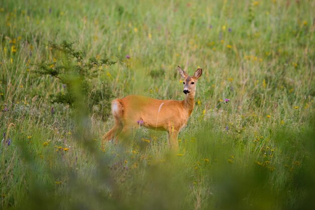 Photo european roe deer female on grassland