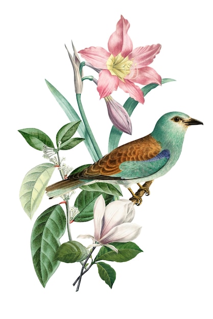 European roller bird png sticker transparent background