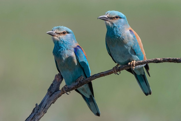 European roller blue roller common roller or roller Coracias garrulus Toledo Spain