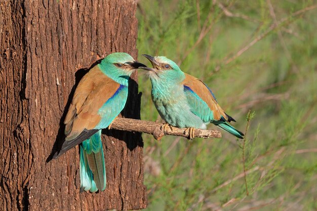 유럽 롤러 블루 롤러 일반 롤러 또는 롤러 Coracias garrulus Toledo Spain