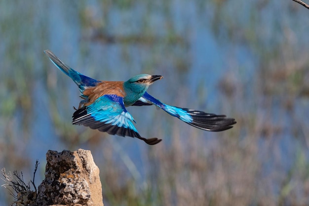 유럽 롤러 블루 롤러 일반 롤러 또는 롤러 Coracias garrulus Toledo Spain