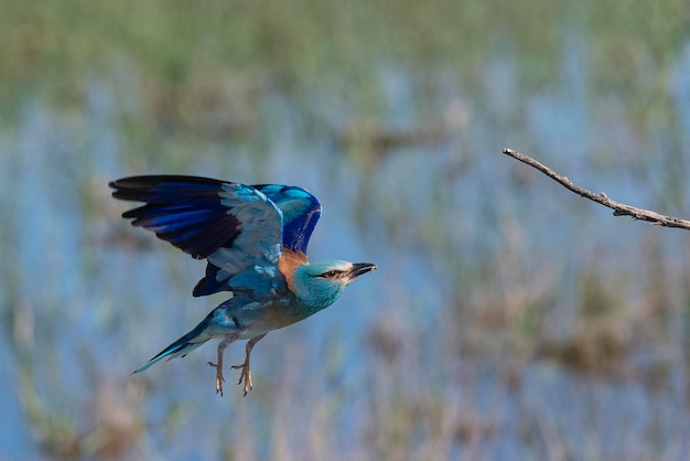 유럽 롤러 블루 롤러 일반 롤러 또는 롤러 Coracias garrulus Toledo Spain