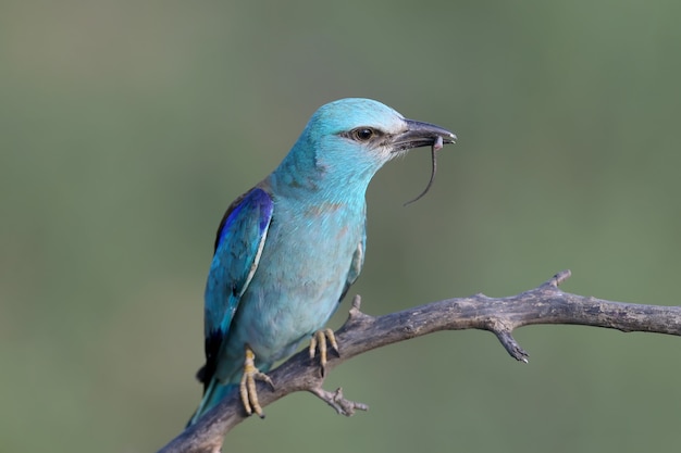 Rullo europeo (coracias garrulus) in primo piano con una lucertola e un grande coleottero nero nel becco.