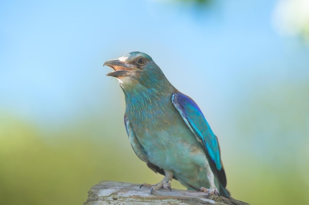 Европейский Roller coracias garrulus сидит на ветке